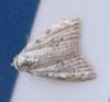 Nola sp.